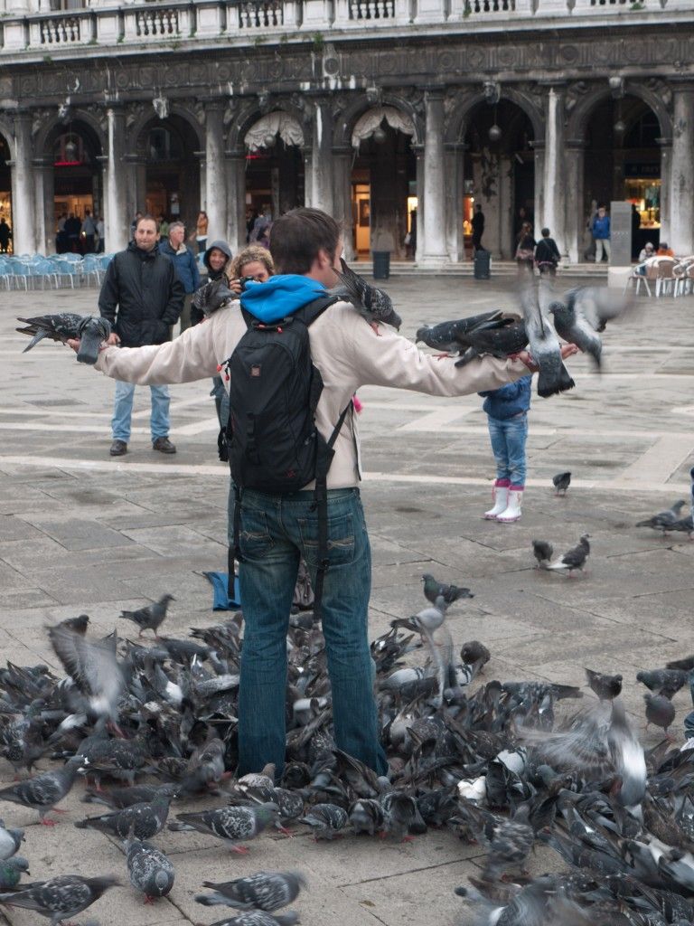 Rats With Wings in Venice