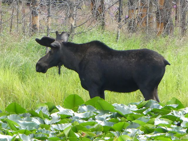 Rocky Mountain National Park - 2017